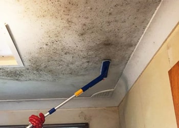 Attic & Loft Mould Solutions