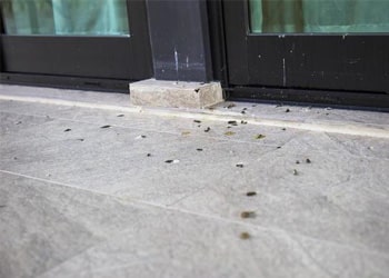 Bird dropping stain treatment
