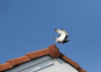 Commercial bird mess removal