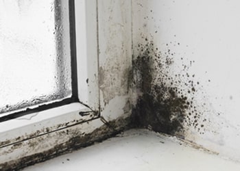 Condensation & Damp Control