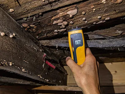 Damp Survey & Inspection