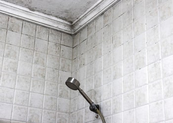 Full Shower Re-Sanitisation