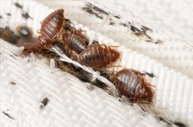 Insect Treatment