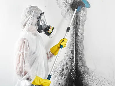 Mould Remediation