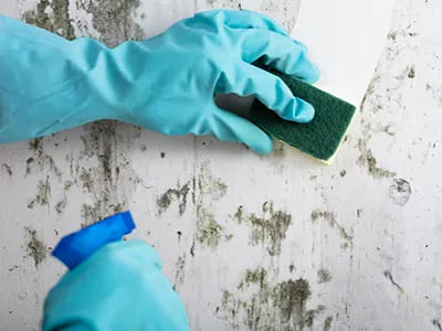 Mould and Mildew Removal