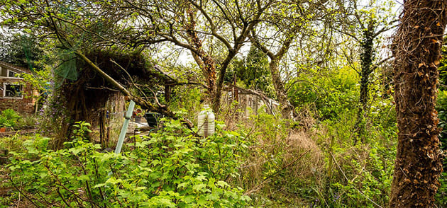 Overgrown Garden Clearance