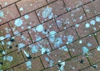 Roof bird dropping removal