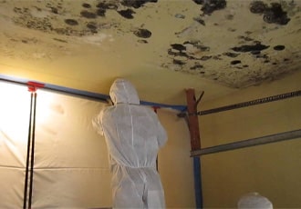 Wall & Ceiling Mould Eradication