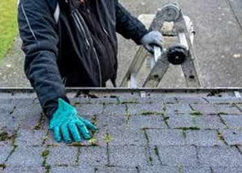 Algae and moss removal