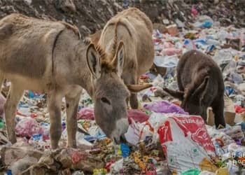 Animal Waste and Decomposition Clean