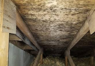 Attic mould elimination