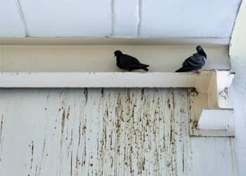 Balcony Bird Dropping Cleaning