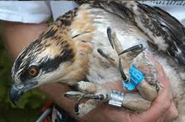 Bird & Wildlife Management