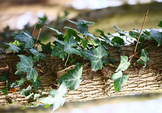 Bramble, Ivy & Shrub Clearance