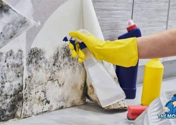 Commercial black mould treatment