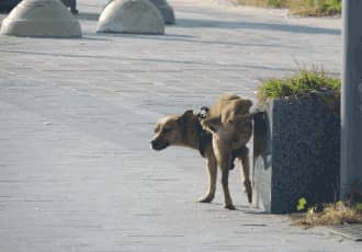 Commercial Dog Poo Removal