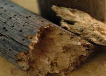 Damp Surveys & Inspections