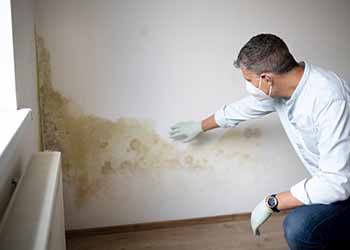 Damp & Timber Checks