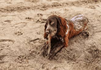 Dog Poo Removal for Parks
