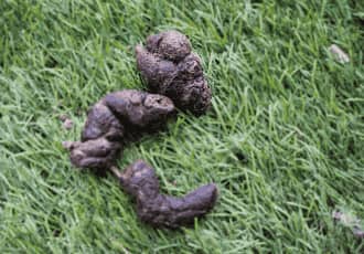 Emergency Dog Poo Removal