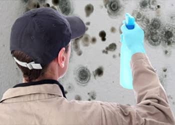 Emergency Mould Removal
