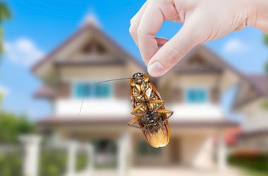 Emergency Pest Response