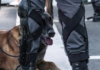 Explosive Detection Dogs