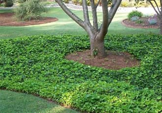 Ground-Level Ivy Clearance