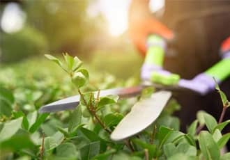 Hedge Trimmings Removal