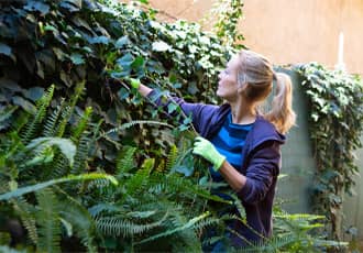 Ivy Kill & Root Removal