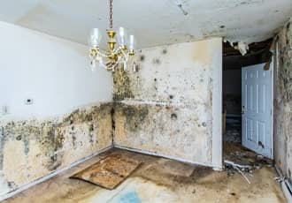 Living room mould removal