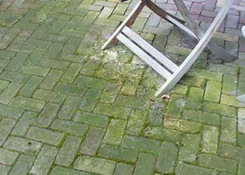 Moss and Algae Treatment