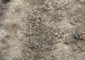 Mould prevention and cleanup