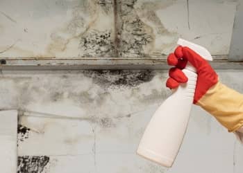 Mould Removal for High-Risk Areas