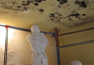 Mould removal from ceilings