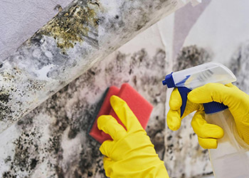 Mould Removal & Prevention