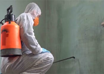 Mould Removal Solutions