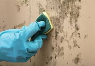 Mould stain removal