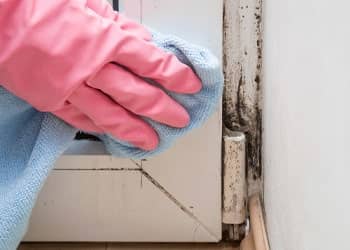 Mould Treatment and Prevention