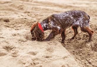 One-Time Dog Waste Cleanup