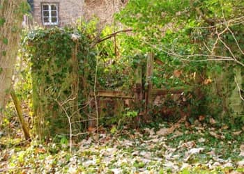 Overgrown Garden Clearance