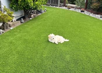 Pet-Friendly Artificial Grass