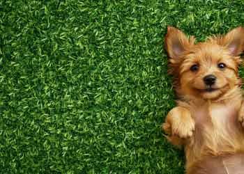 Pet-Friendly Grass Solutions