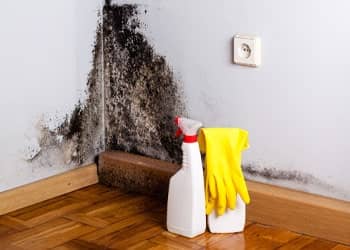 Post-Treatment Mould Prevention Services