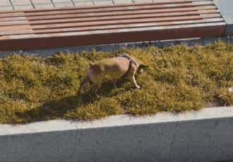 Regular Dog Poo Removal