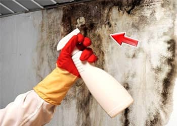 Residential black mould cleaning