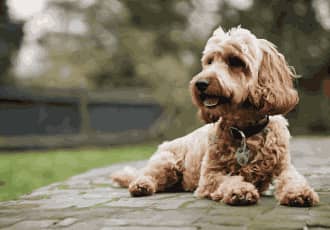 Residential Dog Poo Removal