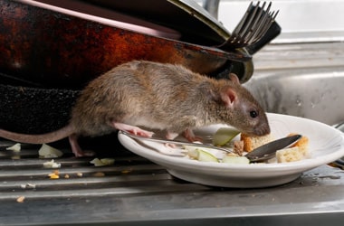 Rodent Control (rats & mice)