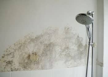 Shower Area Mould Removal