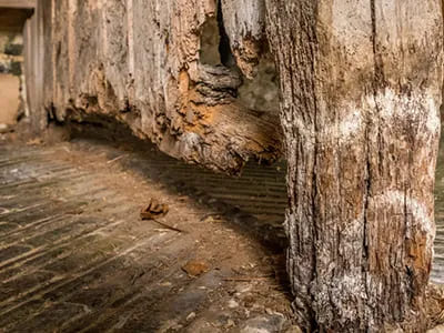 Timber and Wood Rot Treatment
